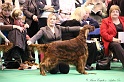 Crufts2011_2 031